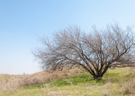 Pink trees in bloom. Spring apricot blossoms. Art Background , Branch with pink blossoms ,wallpaper. apricot-tree flowers.の写真素材
