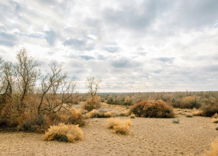 spring steppe. the nature wakes up after winter. last year's grass with trees in the desertの写真素材