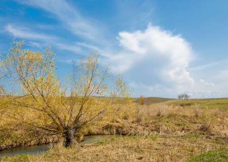 spring creek, on the shore of growing willow, Tien Shan foothillsの写真素材