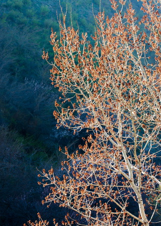 poplar catkins. poplarの写真素材