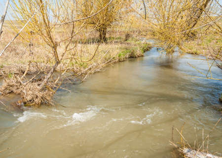 spring creek, on the shore of growing willow, Tien Shan foothillsの写真素材