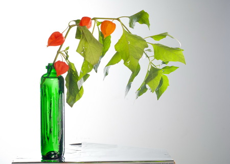 Physalis. For the European shrub also called "ground cherry", Prunus fruticosa.の写真素材