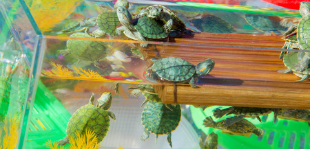 turtle aquarium, small turtles are sold in the market as petsの写真素材