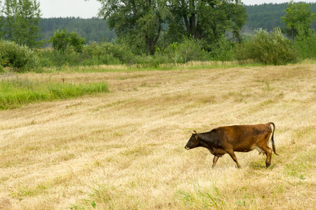 Cows in the field. Domestic dairy animal, the female cattleの写真素材