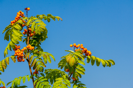 Rowan red berries. Brush berries and other small fruits. Rowan tree in the middle of summerの写真素材
