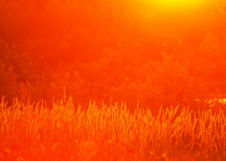 dawn, dawning, daybreak, daylight, aurora, break of day. dawn wheat fieldの写真素材