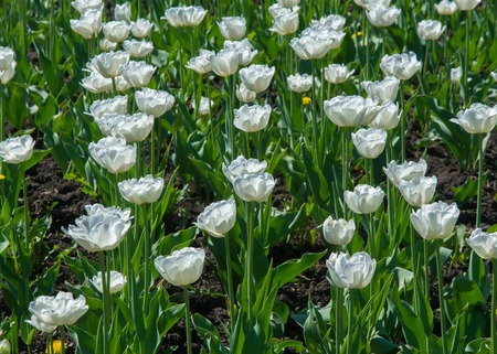 Tulips. a bulbous spring-flowering plant of the lily family, with boldly colored cup-shaped flowers. Flower tulips background. Beautiful view tulips under sunlight landscape at the middle of spring.の写真素材