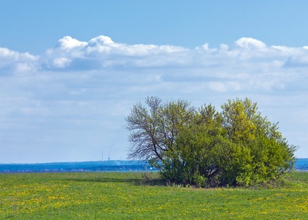 spring tree without leaves, bright spring sunの写真素材