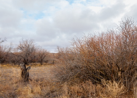 spring steppe. the nature wakes up after winter. last year's grass with trees in the desertの写真素材