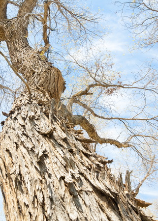 Spring Grove in turanga. diversifolia Schrenk, Populus euphratica,  Euphrates Poplar,  poplar.の写真素材