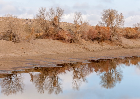 spring steppe. the nature wakes up after winter. last year's grass with trees in the desertの写真素材