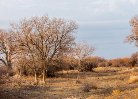spring steppe. the nature wakes up after winter. last year's grass with trees in the desertの写真素材