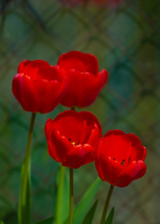 colorful field of tulips in the morning light. very beautiful tulips in bloom and smell spring. Colorful tulip gardenの写真素材
