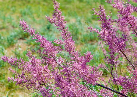Tamarix. tamarisk, salt cedarの写真素材