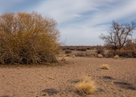 steppes of Kazakhstan, lonely tree in early spring.の写真素材