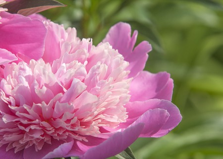 Paeonia (plant). Magenta peony flower (Paeonia lactiflora).の写真素材