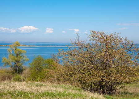 Spring, a large river, colorful trees. Large tree budding beside the river in soft morning light at dawn. Tranquil river flowing through the low mountainsの写真素材