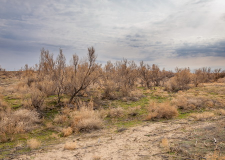 spring steppe. the nature wakes up after winter. last year's grass with trees in the desertの写真素材