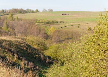 Spring ravine tree. Soil erosion in a spring season. Trees along a sunny ravine in springの写真素材