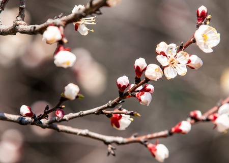 Pink trees in bloom. Spring apricot blossoms. Art Background , Branch with pink blossoms ,wallpaper. apricot-tree flowers.の写真素材