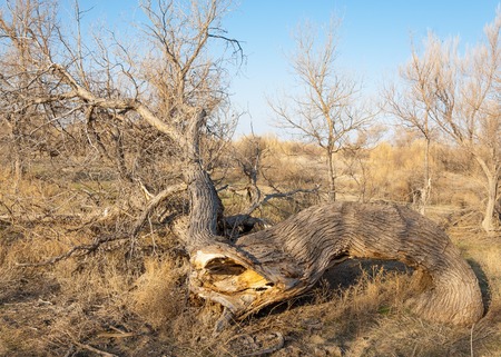 spring steppe. the nature wakes up after winter. last year's grass with trees in the desertの写真素材
