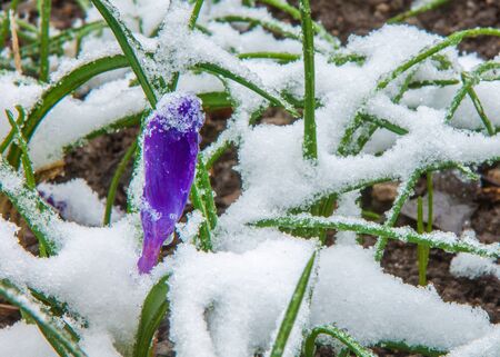 river in spring steppe. riverbank overgrown with reeds. water is pure emeraldの写真素材