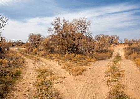 spring steppe. the nature wakes up after winter. last year's grass with trees in the desertの写真素材