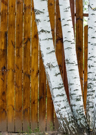 Texture of wood structure.の写真素材