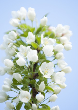 apple-tree flowers. Spring garden - Blooming Tree. blossom apple tree. Beautiful blooming of apple trees over blue sky in spring parkの写真素材