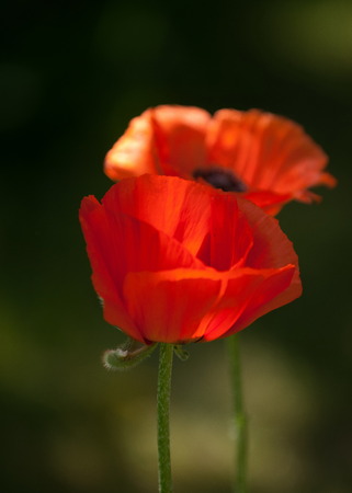 poppy. a herbaceous plant with showy flowers, milky sap, and rounded seed capsules. drugs such as morphine and codeineの写真素材