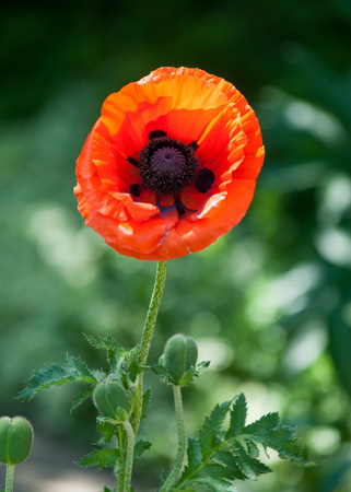 poppy. a herbaceous plant with showy flowers, milky sap, and rounded seed capsules. drugs such as morphine and codeineの写真素材