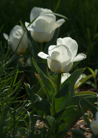 tulips. a bulbous spring-flowering plant of the lily family, with boldly colored cup-shaped flowers.の写真素材