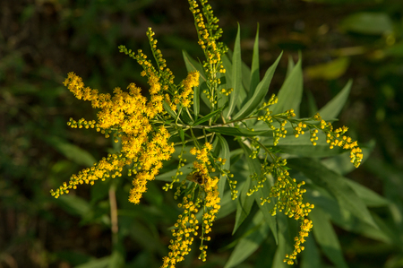 Solidago, commonly called goldenrods, is a genus of species of flowering plants in the family of asters, Asteraceae. Most of them are herbaceous perennial species found in open placesの写真素材