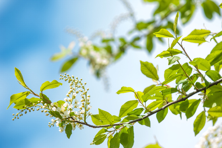 Spring greeting card, blossom bird cherry. Close-up of a turtle branch, brightly lit against the sky. Flowering bird-cherry tree isolated. bird cherry flowers in sunny day, close-upの写真素材