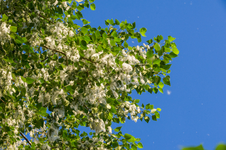 Summer landscape. Poplar fluff. Poplar fluff is not to blame for allergies, Summer starts with a poplar fluff. Magic poplar. Mysterious poplar fluffの写真素材