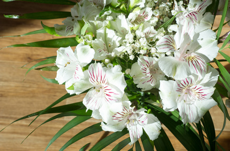 Alstroemeria,commonly called the Peruvian lily or lily of the Incas, is a genus of flowering plants in the family Alstroemeriaceae.の写真素材