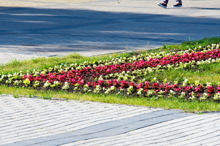 Summer landscape, city flower beds with flowers. Blossoming colorful flowerbeds in summer city park.の写真素材