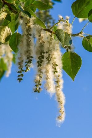 Summer landscape. Poplar fluff. Poplar fluff is not to blame for allergies, Summer starts with a...