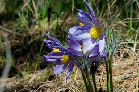 Spring landscape. Flowers growing in the wild. Spring flower Pulsatilla. Common names include pasque...