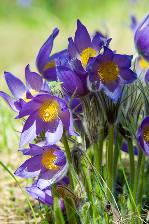 Spring landscape. Flowers growing in the wild. Spring flower Pulsatilla. Common names include pasque...