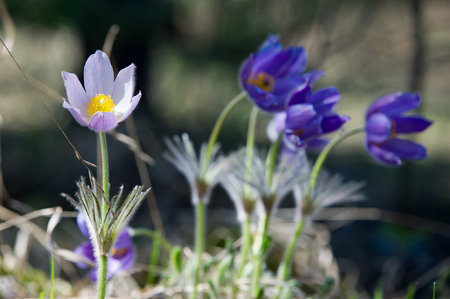 Flowers growing in the wild.の写真素材