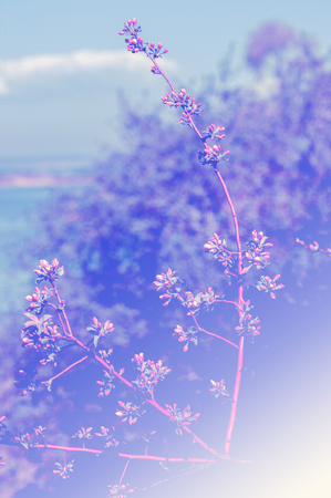 Buds of unblown fruit tree, apple blossom red flowersの写真素材