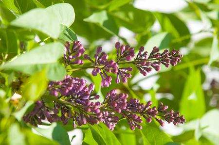 Texture, pattern, background. Lilac flowers. of a pale pinkish-violet color. Large garden shrub with purple or white fragrant flowers.の写真素材