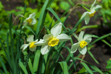 Texture background, pattern. Spring landscape, narcissus whiteの写真素材