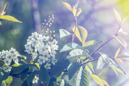 Spring greeting card, blossom bird cherry. Close-up of a turtle branch, brightly lit against the sky. Flowering bird-cherry tree isolated. bird cherry flowers in sunny day, close-upの写真素材