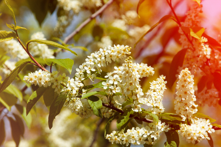 Spring greeting card, blossom bird cherry. Close-up of a turtle branch, brightly lit against the sky. Flowering bird-cherry tree isolated. bird cherry flowers in sunny day, close-upの写真素材