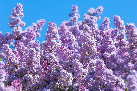 Lilac flowers. Pale lilac flowers of the lilac branches with green leaves with blurred background....