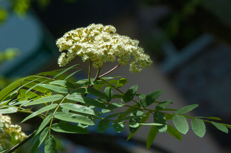 Sprig of pine in the spring. Young green pine branch. Spring forest. Sprig of pine with a new momentum and male inflorescence. pine sprigs of golden sunの写真素材
