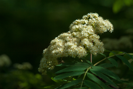 Sprig of pine in the spring. Young green pine branch. Spring forest. Sprig of pine with a new momentum and male inflorescence. pine sprigs of golden sunの写真素材