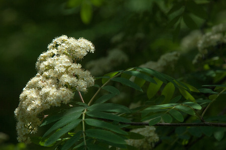 Sprig of pine in the spring. Young green pine branch. Spring forest. Sprig of pine with a new momentum and male inflorescence. pine sprigs of golden sunの写真素材
